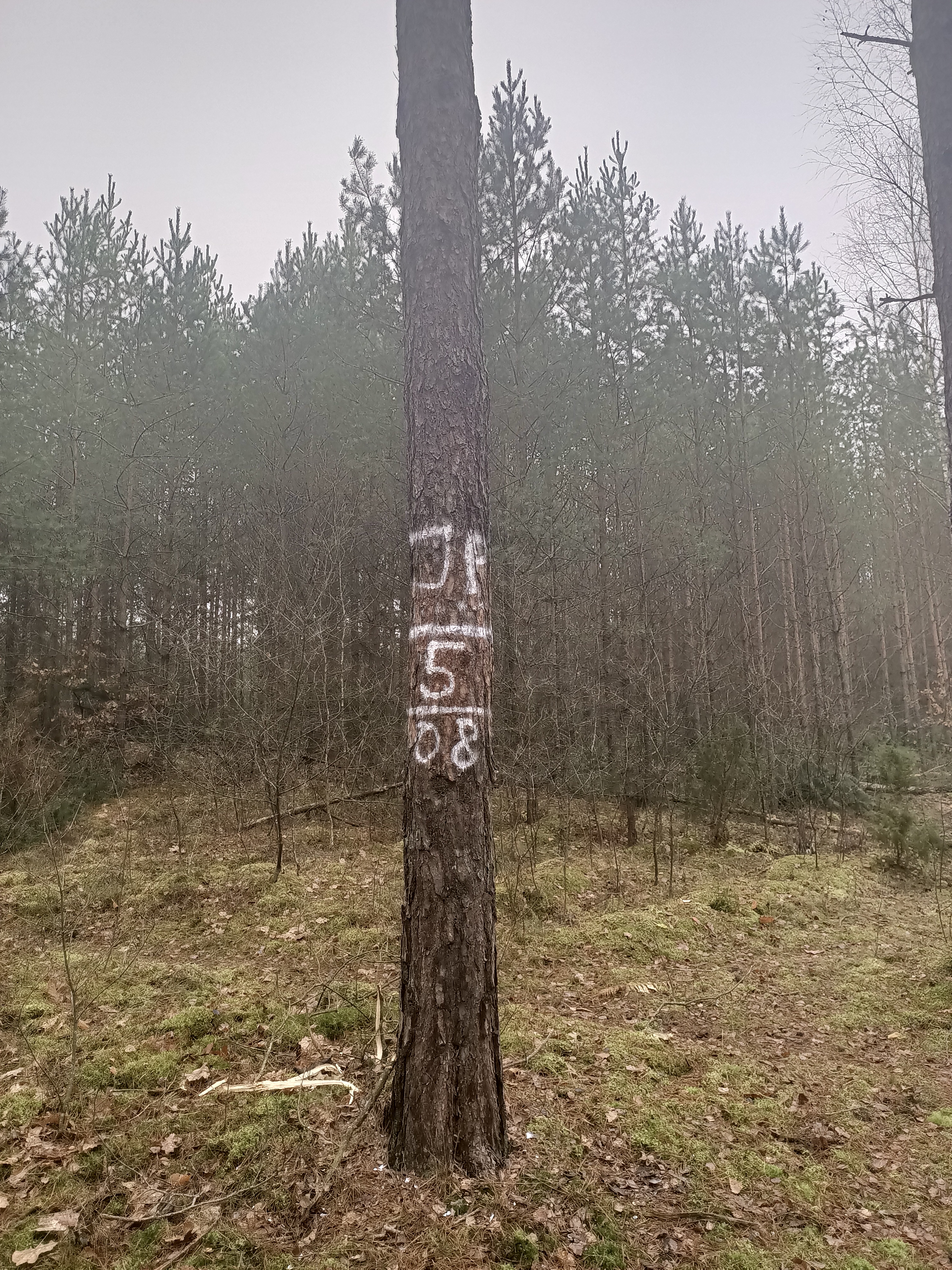 Na zdjęciu drzewo z namalowanymi białymi literami JP / fot. Iwona Jóźwicka