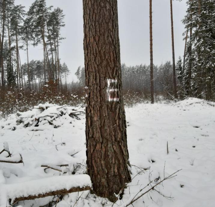 Na&#x20;zdjęciu&#x20;drzewo&#x20;z&#x20;namalowaną&#x20;literą&#x20;E&#x20;&#x2f;&#x20;fot&#x2e;&#x20;Bogusław&#x20;Micun