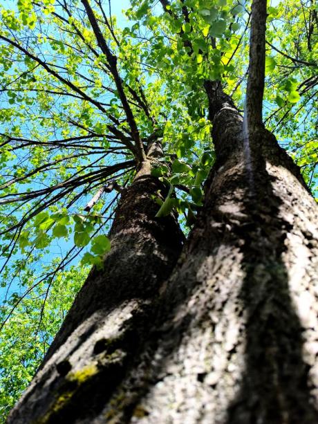 Lipa – drzewo z duszą, miodem i… planem!